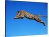 Leopard Jumping-null-Stretched Canvas
