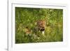 Leopard, Kruger National Park, South Africa-David Wall-Framed Photographic Print