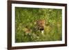 Leopard, Kruger National Park, South Africa-David Wall-Framed Photographic Print