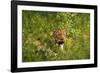 Leopard, Kruger National Park, South Africa-David Wall-Framed Photographic Print