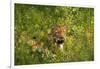Leopard, Kruger National Park, South Africa-David Wall-Framed Photographic Print