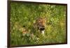 Leopard, Kruger National Park, South Africa-David Wall-Framed Photographic Print