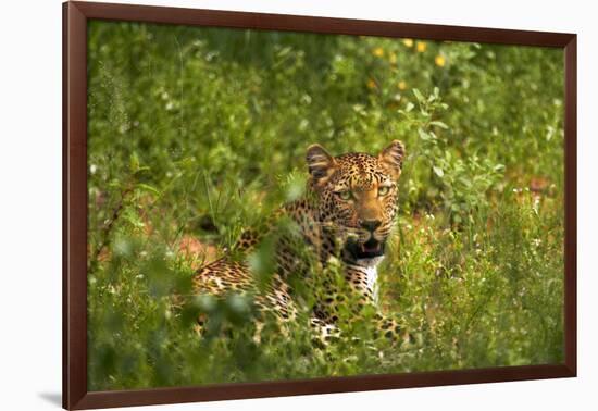 Leopard, Kruger National Park, South Africa-David Wall-Framed Photographic Print