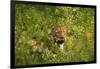 Leopard, Kruger National Park, South Africa-David Wall-Framed Photographic Print