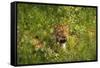 Leopard, Kruger National Park, South Africa-David Wall-Framed Stretched Canvas