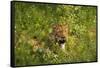 Leopard, Kruger National Park, South Africa-David Wall-Framed Stretched Canvas