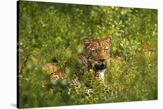 Leopard, Kruger National Park, South Africa-David Wall-Stretched Canvas