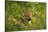 Leopard, Kruger National Park, South Africa-David Wall-Stretched Canvas