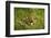 Leopard, Kruger National Park, South Africa-David Wall-Framed Photographic Print