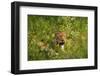 Leopard, Kruger National Park, South Africa-David Wall-Framed Photographic Print