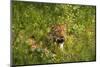 Leopard, Kruger National Park, South Africa-David Wall-Mounted Photographic Print