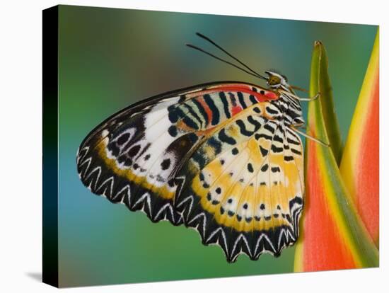 Leopard Lacewing Butterfly on Tropical Heliconia Flower-Darrell Gulin-Stretched Canvas