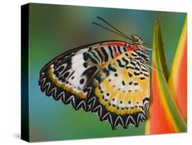 Leopard Lacewing Butterfly on Tropical Heliconia Flower-Darrell Gulin-Stretched Canvas