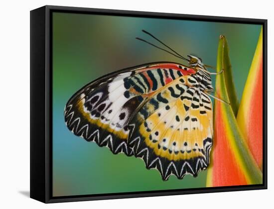 Leopard Lacewing Butterfly on Tropical Heliconia Flower-Darrell Gulin-Framed Stretched Canvas