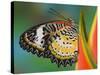 Leopard Lacewing Butterfly on Tropical Heliconia Flower-Darrell Gulin-Stretched Canvas