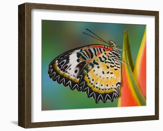 Leopard Lacewing Butterfly on Tropical Heliconia Flower-Darrell Gulin-Framed Photographic Print