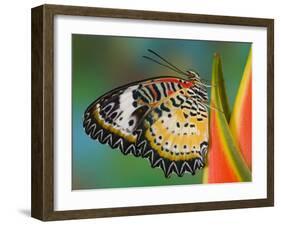 Leopard Lacewing Butterfly on Tropical Heliconia Flower-Darrell Gulin-Framed Photographic Print