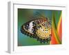 Leopard Lacewing Butterfly on Tropical Heliconia Flower-Darrell Gulin-Framed Photographic Print