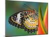 Leopard Lacewing Butterfly on Tropical Heliconia Flower-Darrell Gulin-Mounted Photographic Print