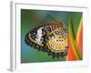 Leopard Lacewing Butterfly on Tropical Heliconia Flower-Darrell Gulin-Framed Photographic Print