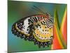Leopard Lacewing Butterfly on Tropical Heliconia Flower-Darrell Gulin-Mounted Photographic Print
