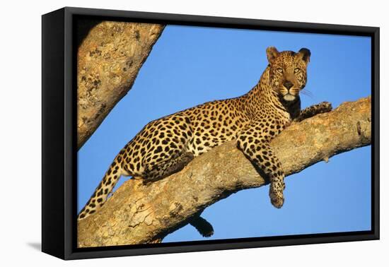 Leopard Lies on Tree Branch-null-Framed Stretched Canvas