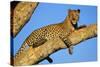 Leopard Lies on Tree Branch-null-Stretched Canvas