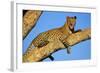 Leopard Lies on Tree Branch-null-Framed Photographic Print