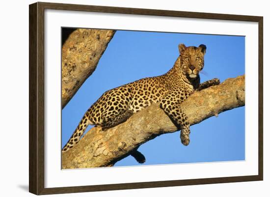 Leopard Lies on Tree Branch-null-Framed Photographic Print