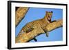 Leopard Lies on Tree Branch-null-Framed Photographic Print