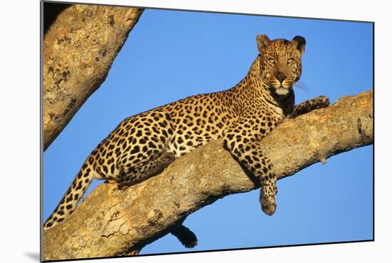 Leopard Lies on Tree Branch-null-Mounted Photographic Print