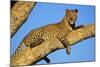 Leopard Lies on Tree Branch-null-Mounted Photographic Print