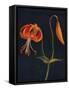 'Leopard Lily',  c1915, (1915)-Emma Graham Clock-Framed Stretched Canvas