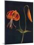 'Leopard Lily',  c1915, (1915)-Emma Graham Clock-Mounted Giclee Print