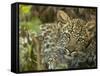 Leopard Lying in Tree-Joe McDonald-Framed Stretched Canvas