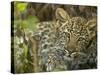 Leopard Lying in Tree-Joe McDonald-Stretched Canvas