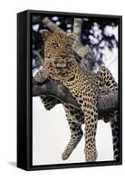 Leopard Lying in Tree-Paul Souders-Framed Stretched Canvas