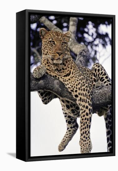 Leopard Lying in Tree-Paul Souders-Framed Stretched Canvas