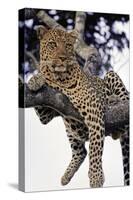 Leopard Lying in Tree-Paul Souders-Stretched Canvas