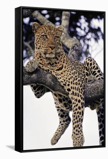 Leopard Lying in Tree-Paul Souders-Framed Stretched Canvas