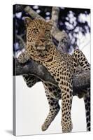 Leopard Lying in Tree-Paul Souders-Stretched Canvas
