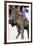 Leopard Lying in Tree-Paul Souders-Framed Premium Photographic Print