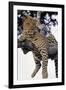 Leopard Lying in Tree-Paul Souders-Framed Premium Photographic Print