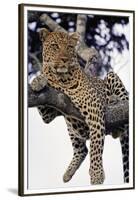 Leopard Lying in Tree-Paul Souders-Framed Premium Photographic Print