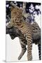 Leopard Lying in Tree-Paul Souders-Mounted Premium Photographic Print