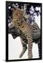 Leopard Lying in Tree-Paul Souders-Framed Premium Photographic Print