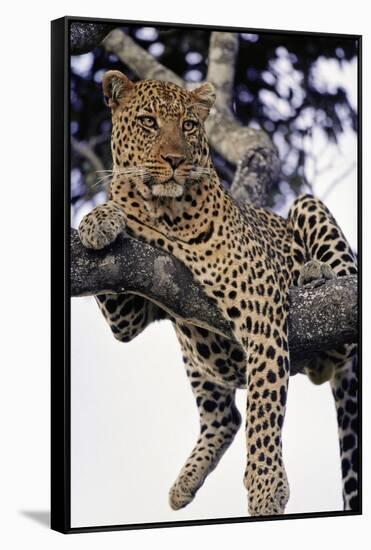 Leopard Lying in Tree-Paul Souders-Framed Stretched Canvas