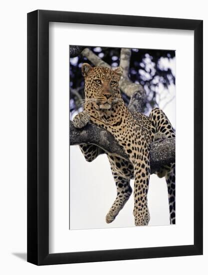 Leopard Lying in Tree-Paul Souders-Framed Premium Photographic Print