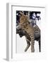 Leopard Lying in Tree-Paul Souders-Framed Premium Photographic Print