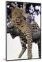 Leopard Lying in Tree-Paul Souders-Mounted Premium Photographic Print